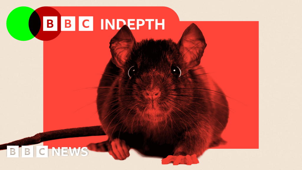 Why rats are overrunning our cities